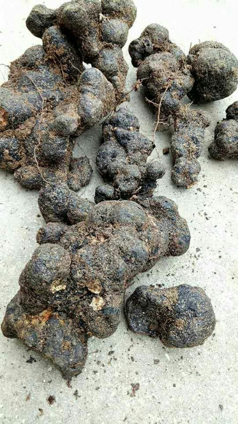 猪苓猪屎苓个