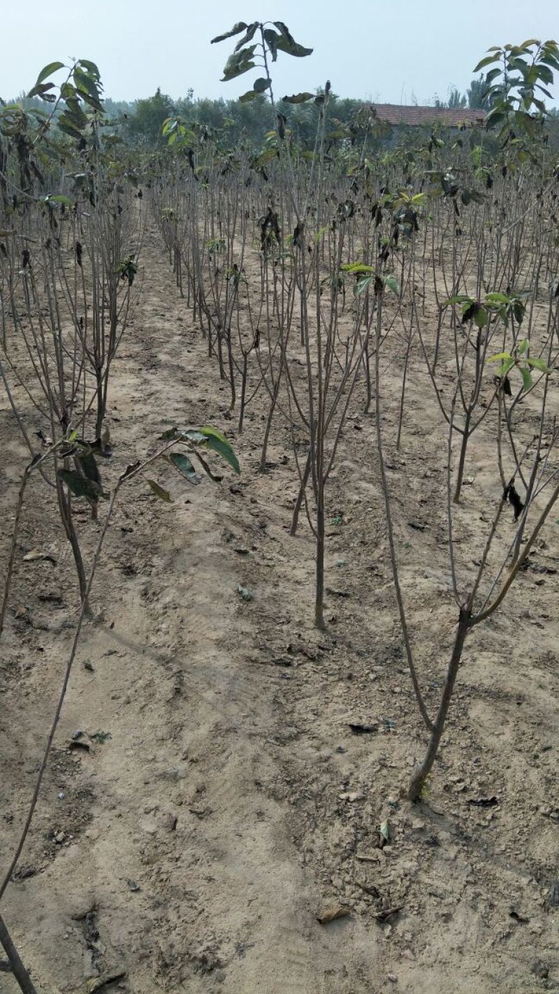 批发樱桃树苗矮化嫁接吉塞拉占木结果早1-5樱桃苗价格便宜