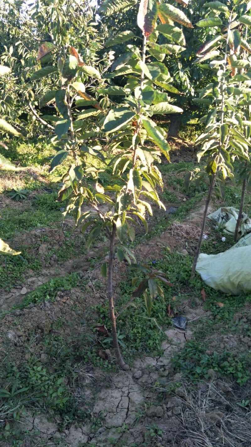 批发樱桃树苗矮化嫁接吉塞拉占木结果早1-5樱桃苗价格便宜