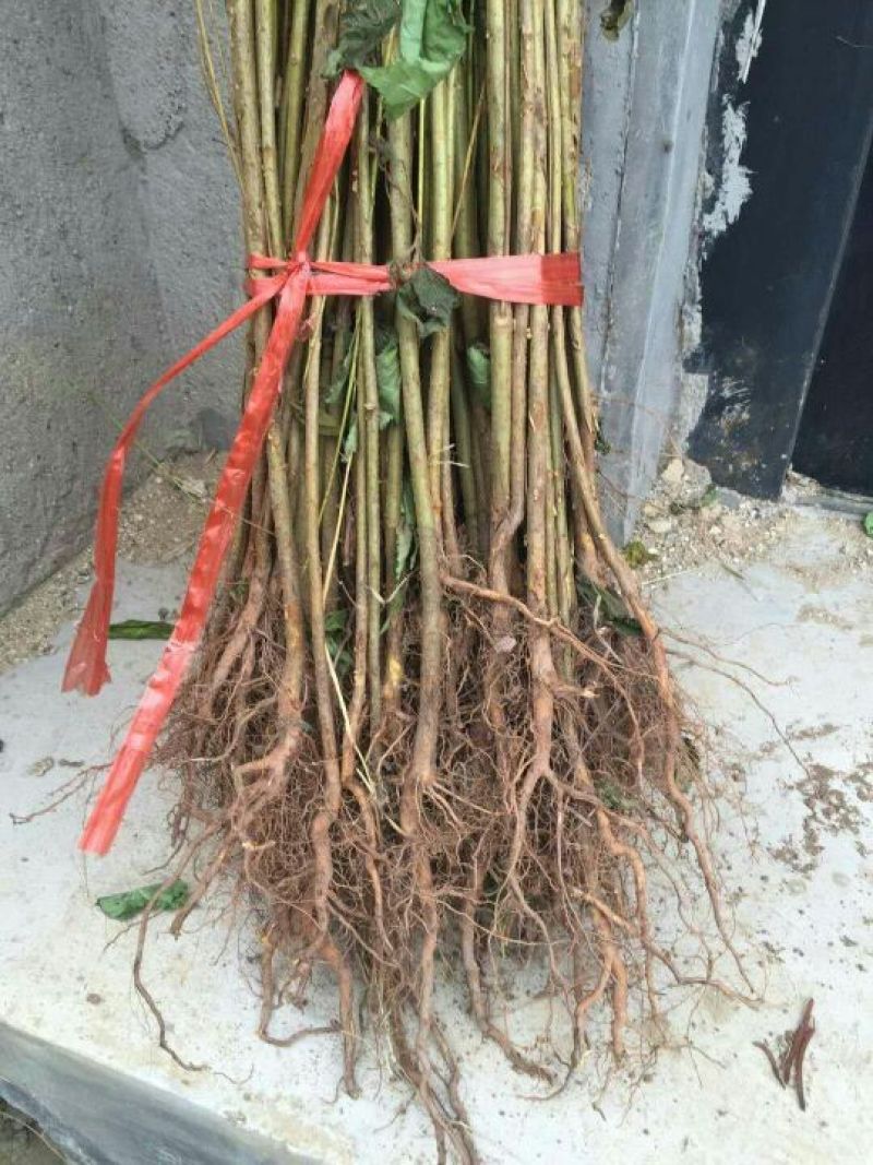 大青叶大青叶樱桃占木根系发法成活率高