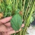 大青叶大青叶樱桃占木根系发法成活率高