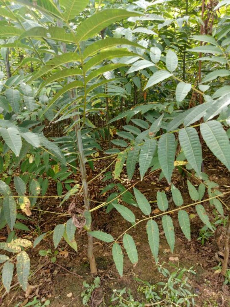 红油香椿苗80cm以上大棚