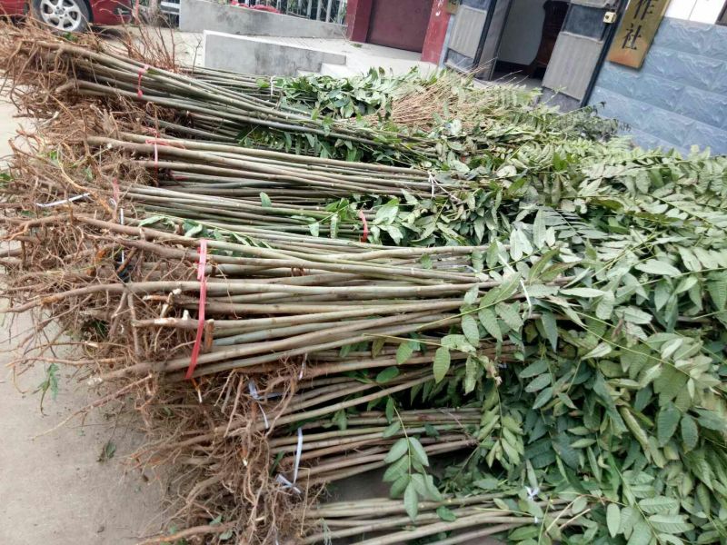 红油香椿苗80cm以上大棚
