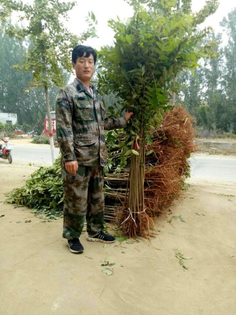 红油香椿苗80cm以上大棚