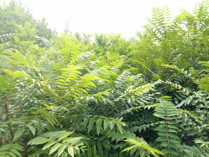 红油香椿苗80cm以上大棚