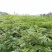 红油香椿苗80cm以上大棚