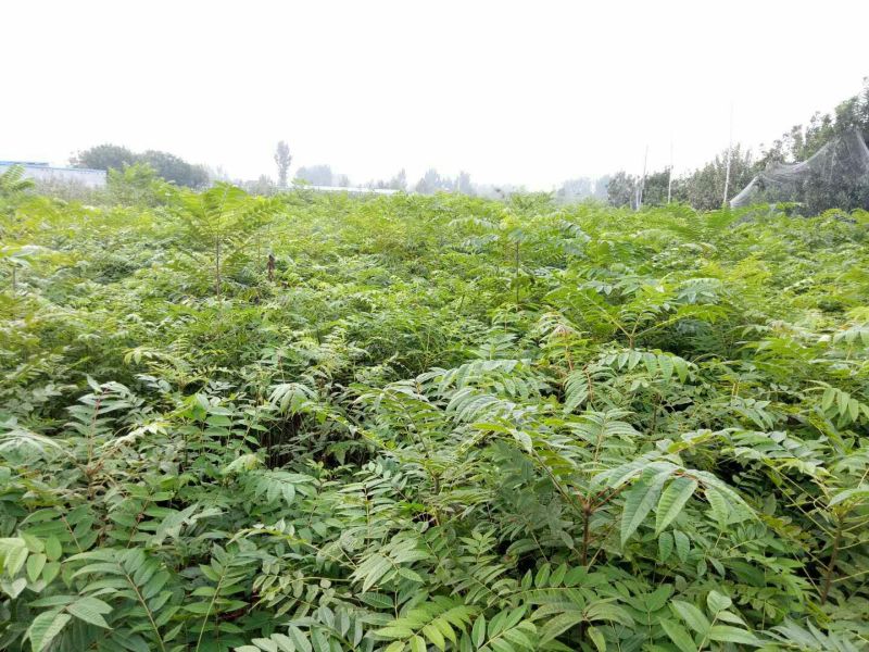 红油香椿苗80cm以上大棚