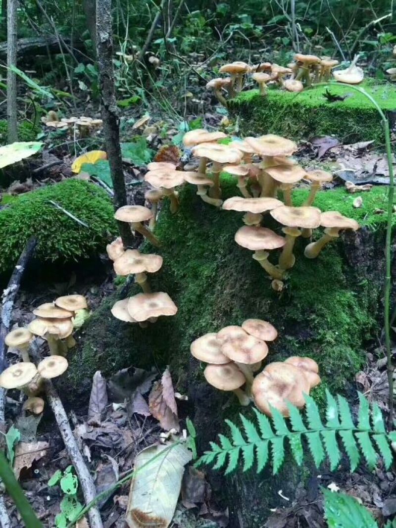 (产地直供)长白山当地野生榛蘑特级包邮