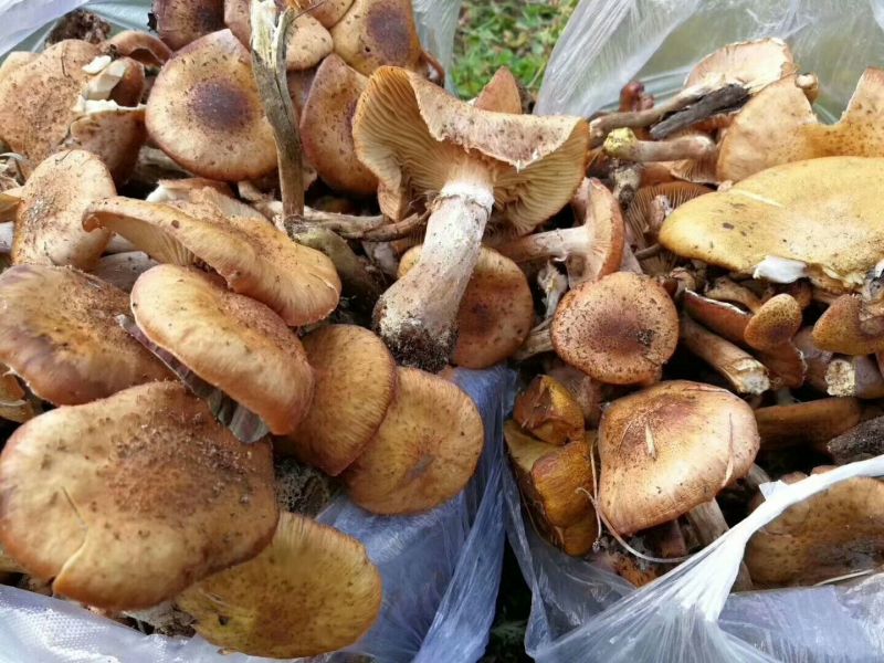 (产地直供)长白山当地野生榛蘑特级包邮