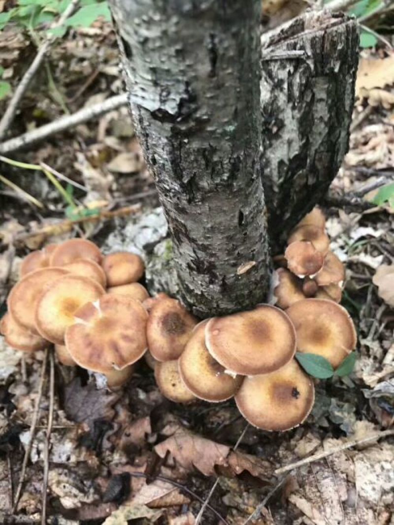 (产地直供)长白山当地野生榛蘑特级包邮