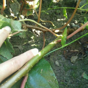 猕猴桃苗0.6~0.8cm70~90cm嫁接苗