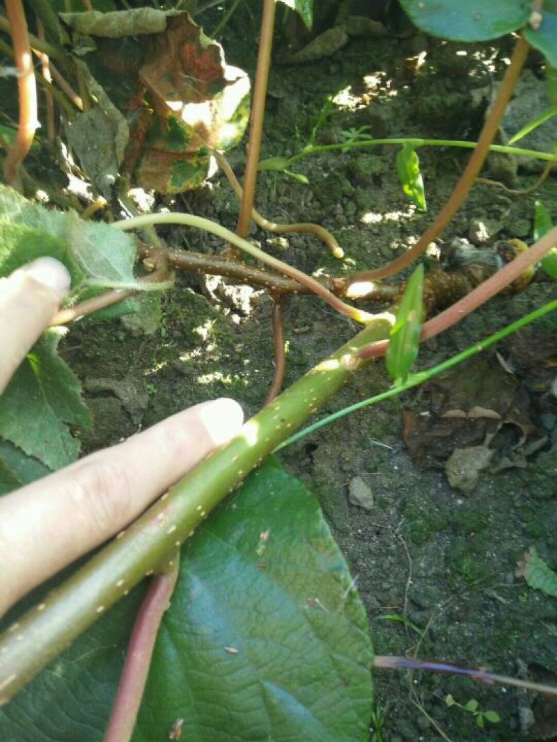 猕猴桃苗0.6~0.8cm70~90cm嫁接苗
