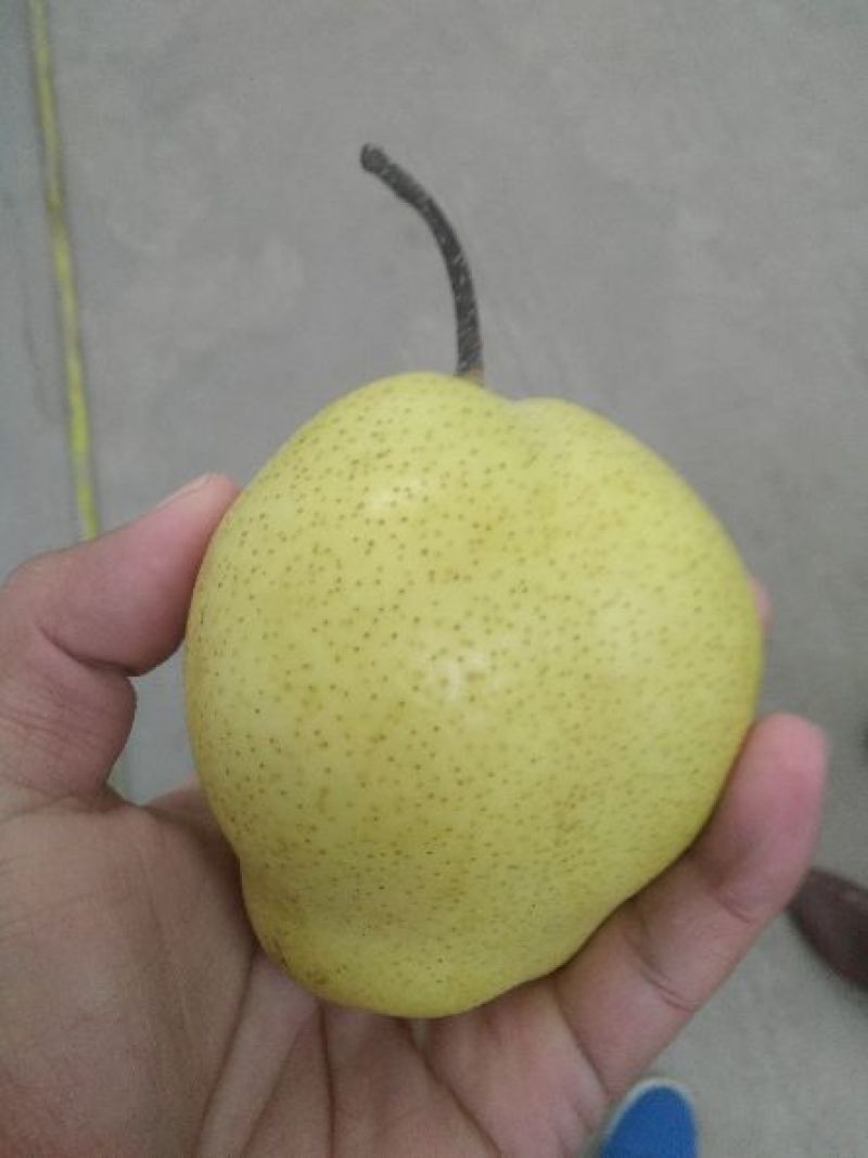 雪花梨纸箱300~350g