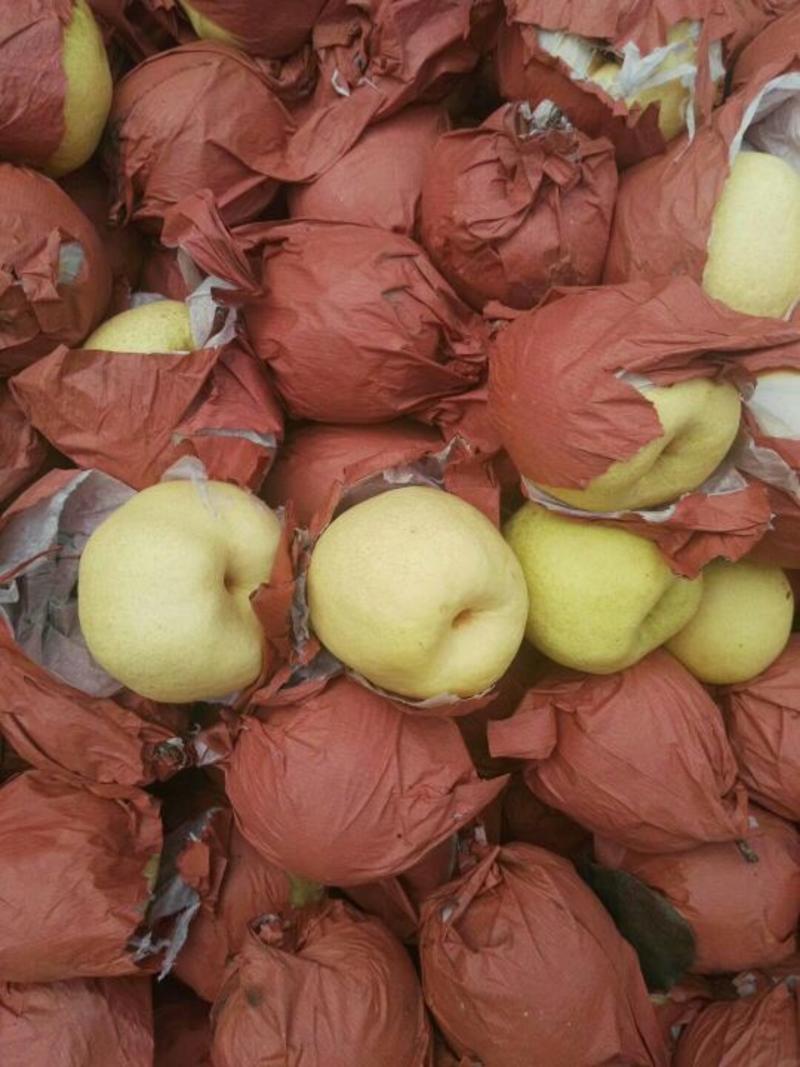 精品砀山酥梨果面干净，皮薄核小一手货源各种包装一条龙服务