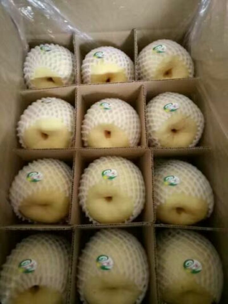 精品砀山酥梨果面干净，皮薄核小一手货源各种包装一条龙服务