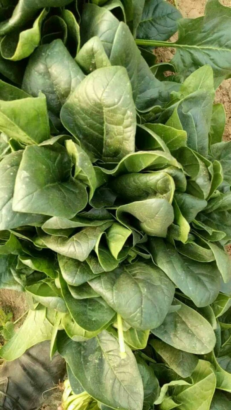 大叶菠菜20~25厘米