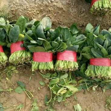 大叶菠菜20~25厘米