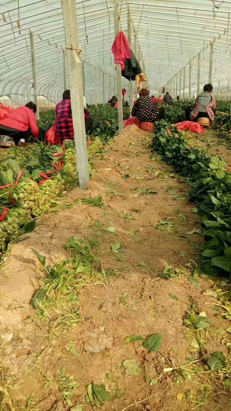 大叶菠菜20~25厘米