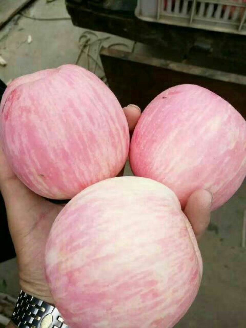 红富士苹果80mm以上纸袋，膜袋，纸加膜大量供应