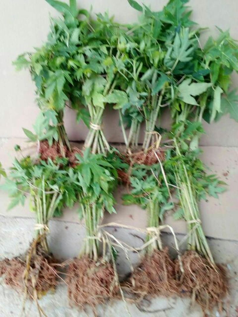 木瓜树苗20~30cm