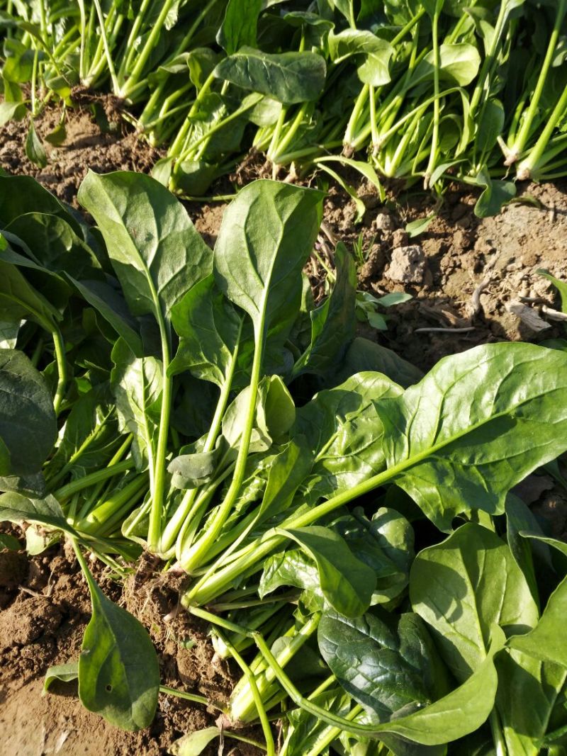 大叶菠菜10~15厘米