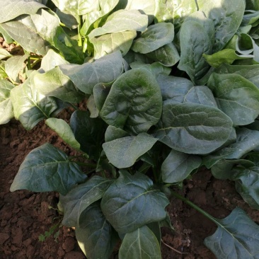 大叶菠菜10~15厘米