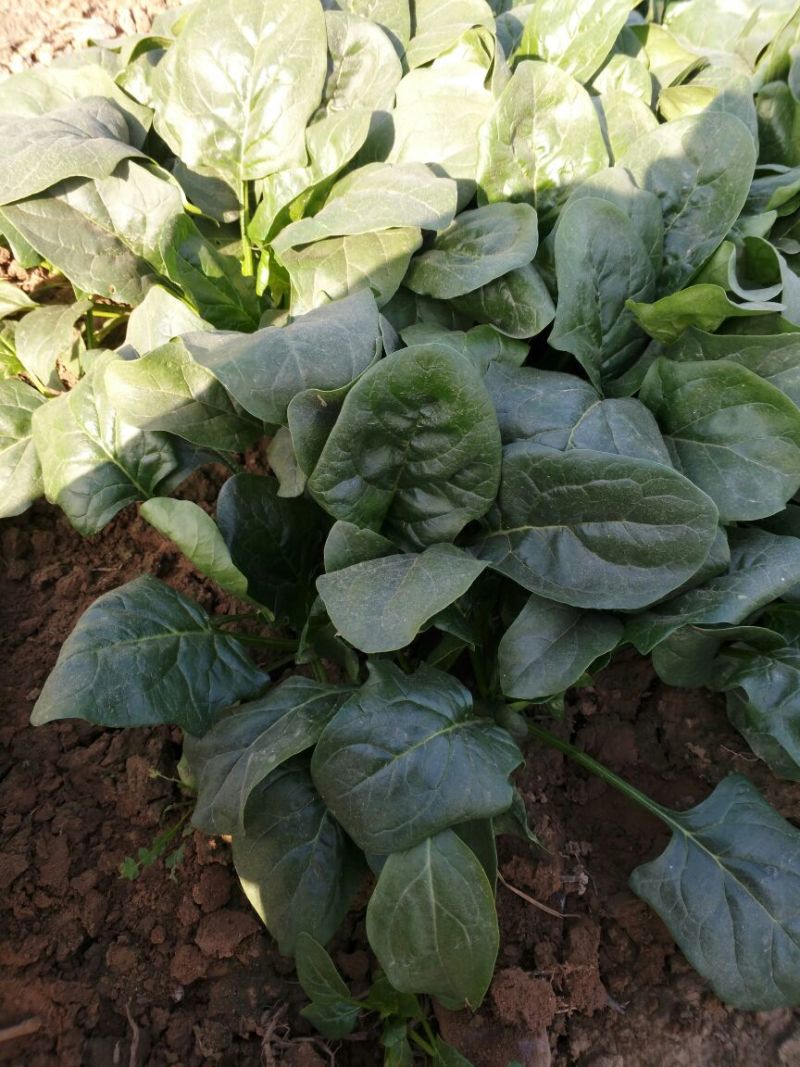 大叶菠菜10~15厘米