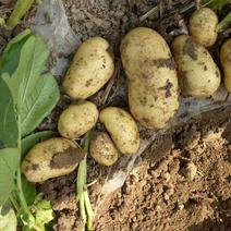 本地新鲜土豆500亩基地分级按要求选，薯型好，