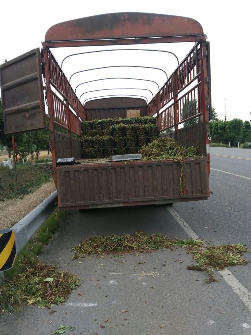 本地秋土豆基地质量好分级按要求选，薯型好，