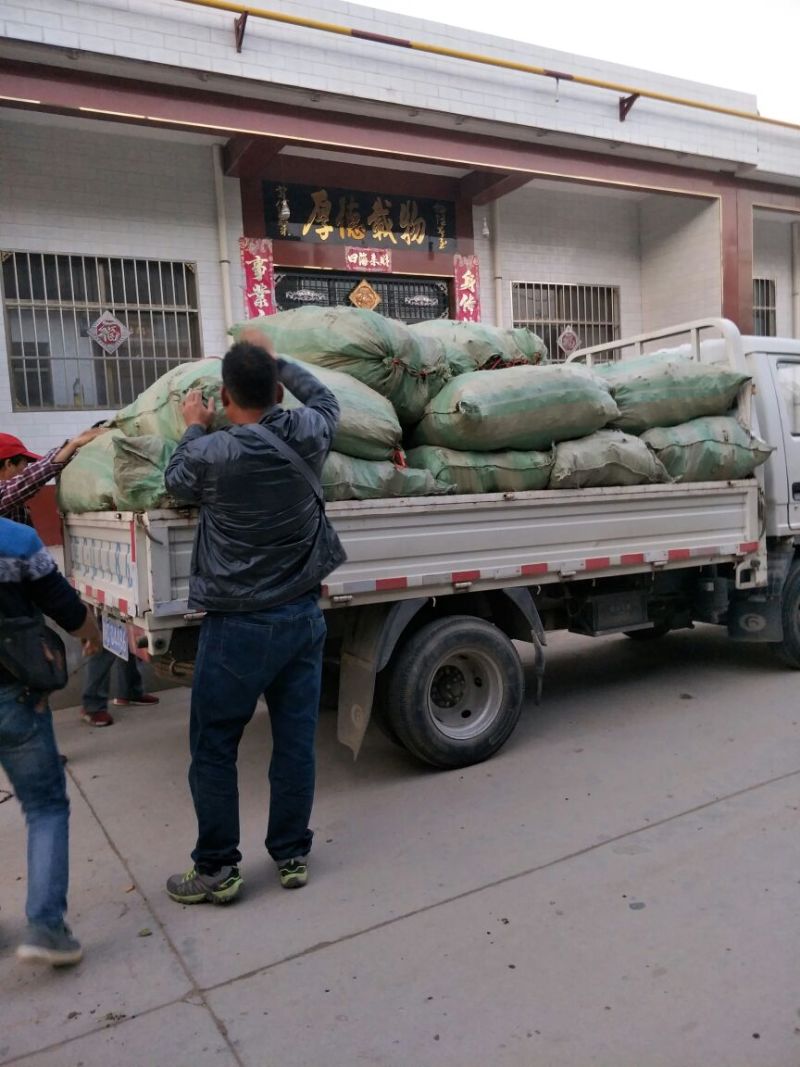 巨峰葡萄苗根系发达苗圃现挖保湿发货提供技术指导