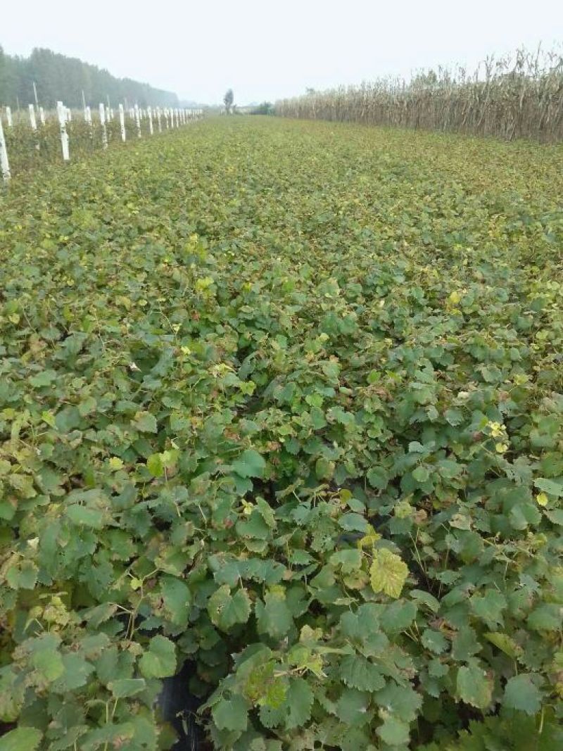 巨峰葡萄苗根系发达苗圃现挖保湿发货提供技术指导