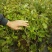 巨峰葡萄苗根系发达苗圃现挖保湿发货提供技术指导
