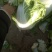 大白菜4~6斤净菜，个头均匀，颜色绿，