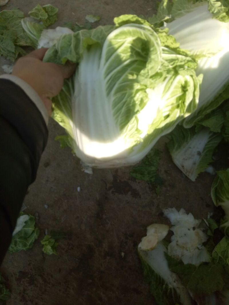 大白菜4~6斤净菜，个头均匀，颜色绿，