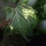 大白菜4~6斤净菜，个头均匀，颜色绿，