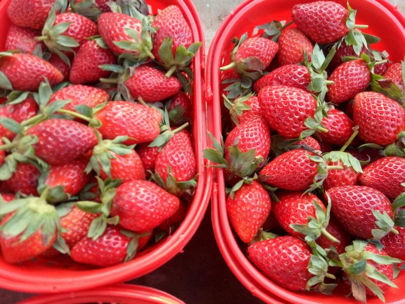 章姬草莓20~30克