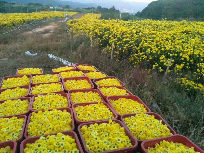 药用菊花散装