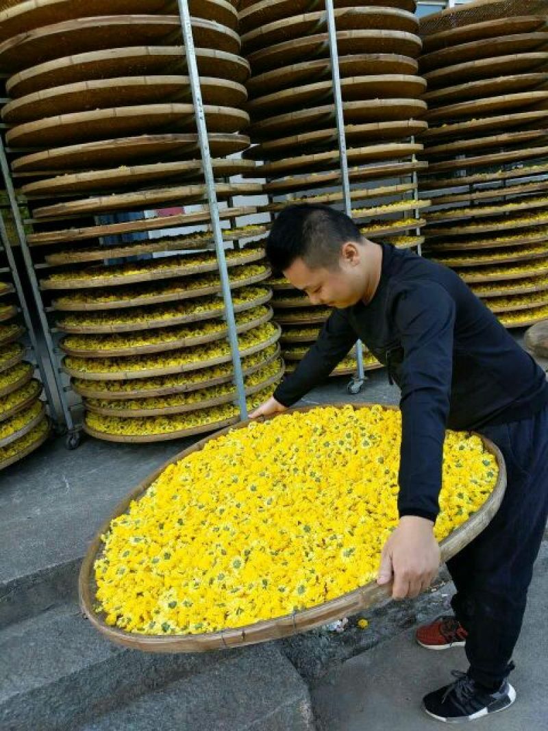 药用菊花散装