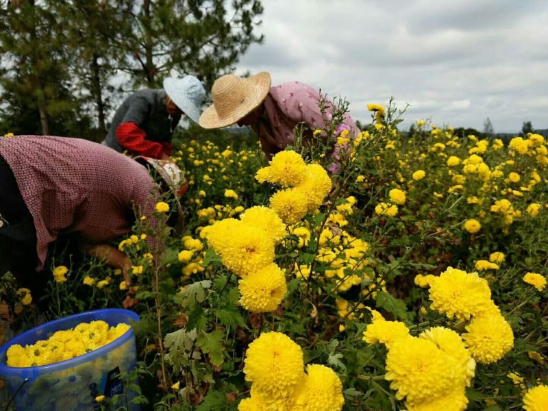 药用菊花散装