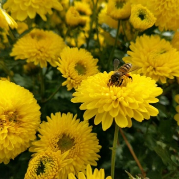 药用菊花散装