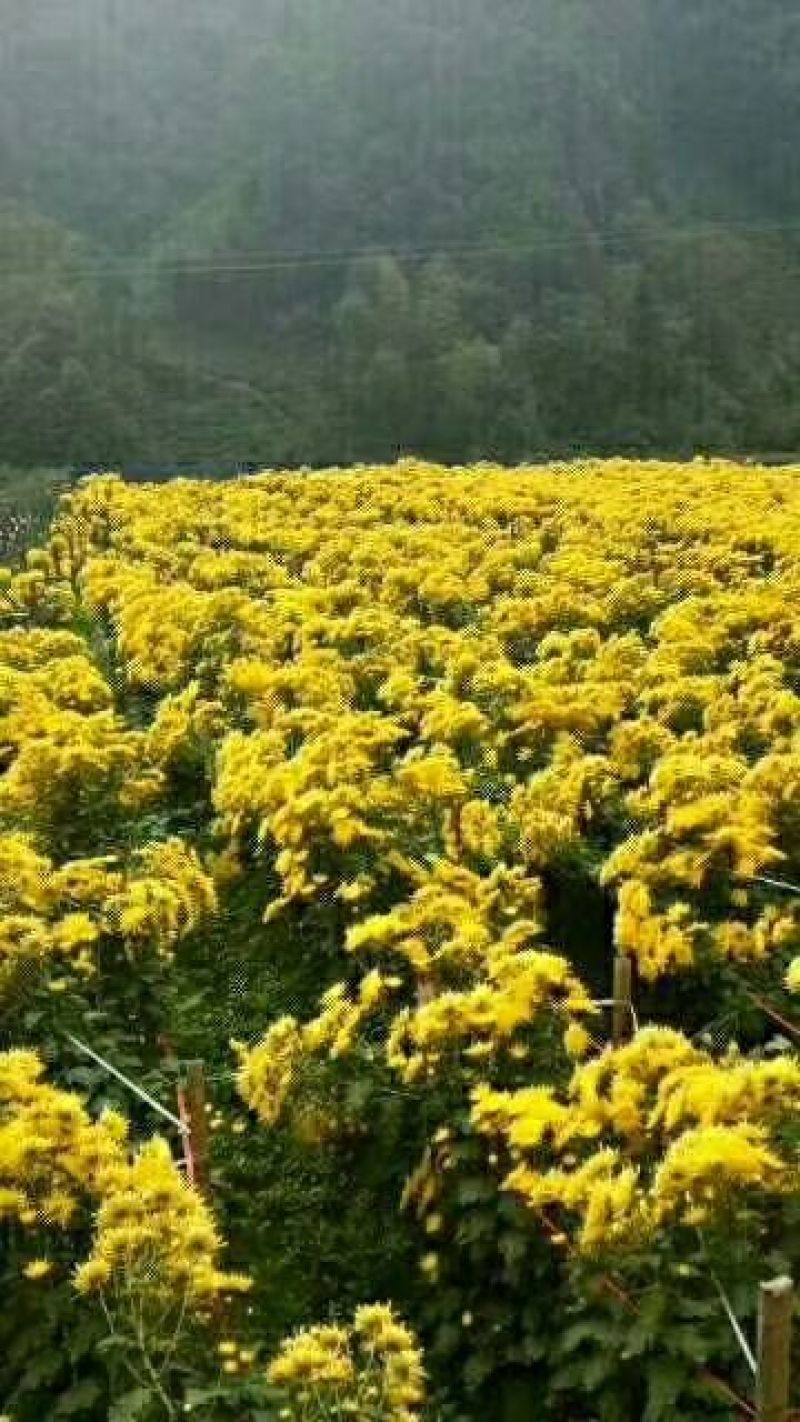 金丝皇菊茶一级