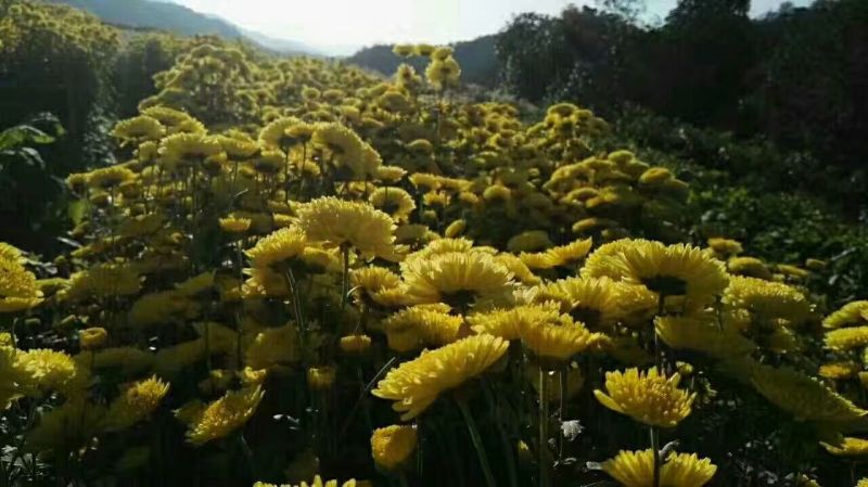 金丝皇菊茶一级