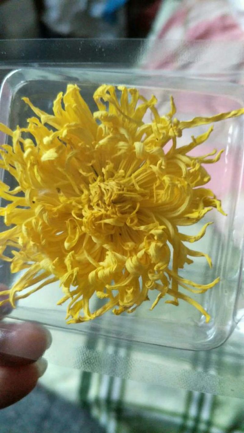 金丝皇菊茶一级