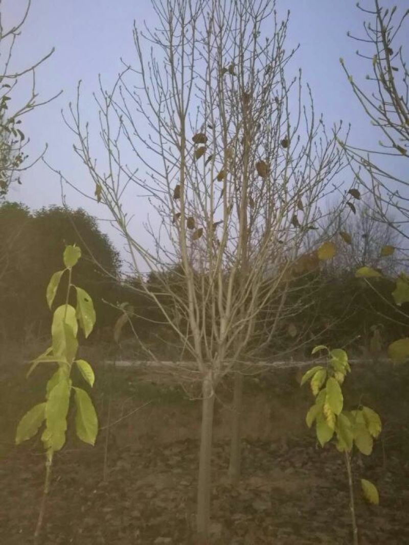 玉兰树8~10cm