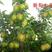 新梨7号树苗基地批发，二年苗三年苗矮化新品种付梨根系