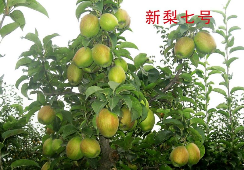 新梨7号树苗基地批发，二年苗三年苗矮化新品种付梨根系