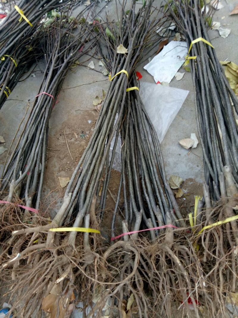 新梨7号树苗基地批发，二年苗三年苗矮化新品种付梨根系