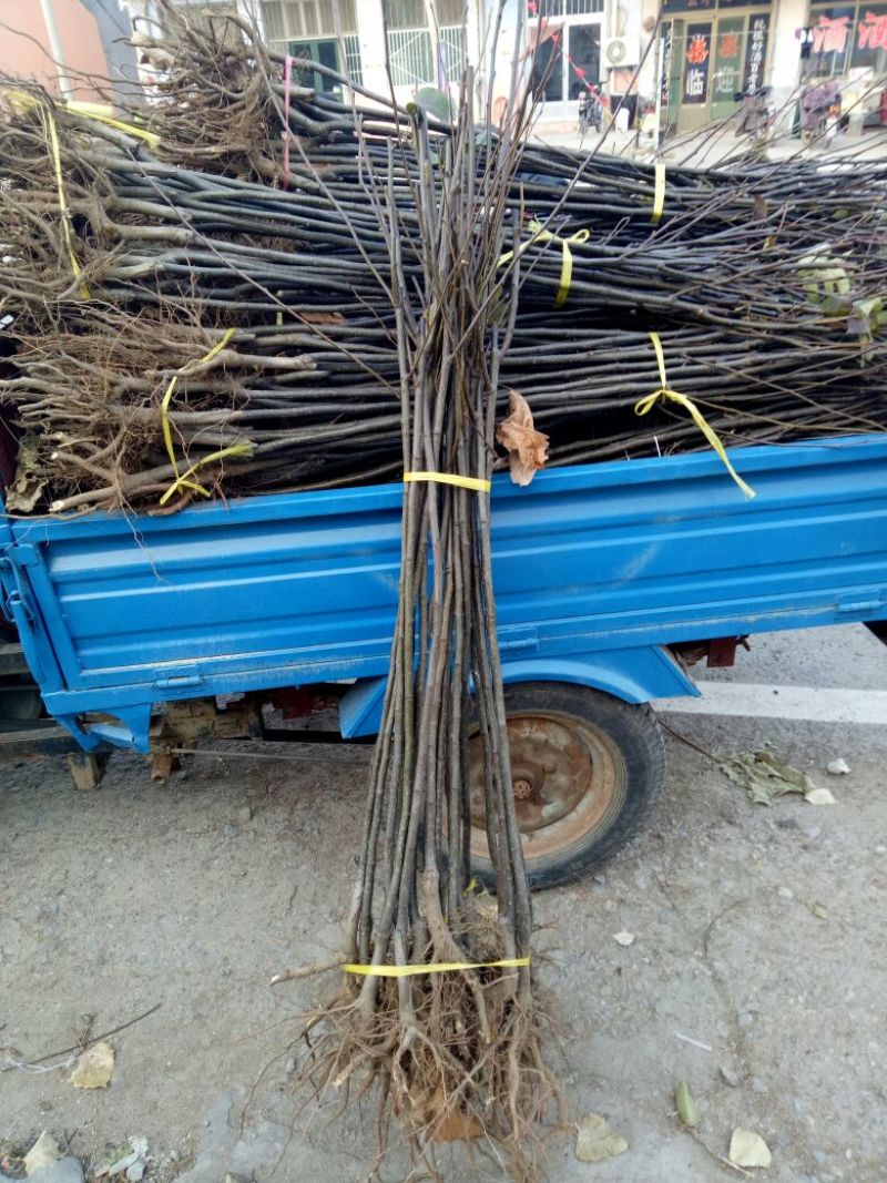 新梨7号树苗基地批发，二年苗三年苗矮化新品种付梨根系