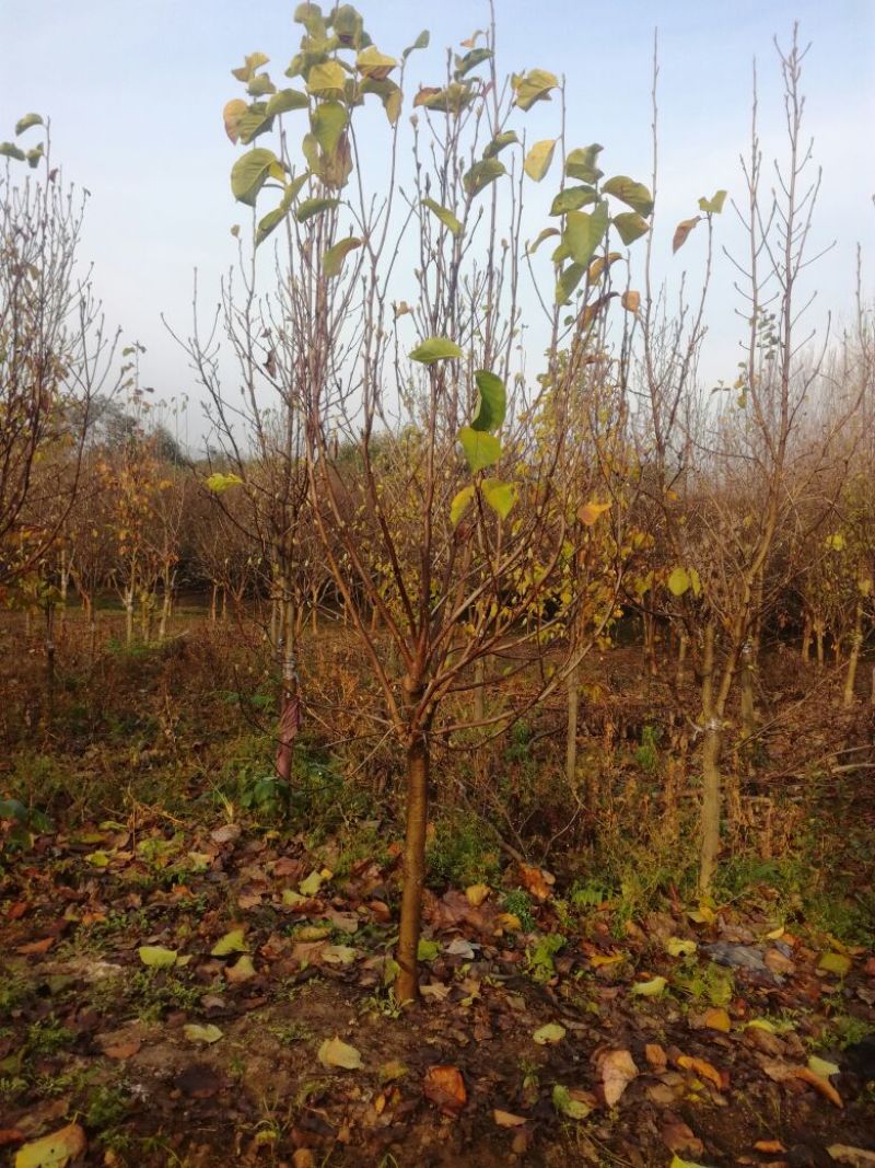 玉兰树8~10cm