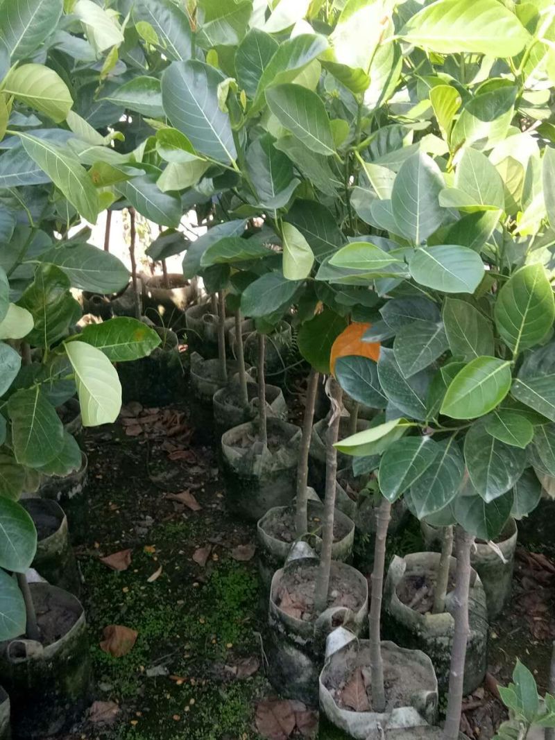 菠萝蜜苗稿接树